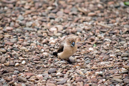 the finch is on the pebblesの写真素材