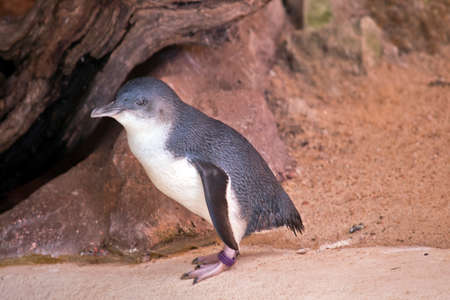 this is a side view of a fairy penguinの写真素材