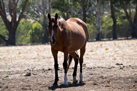 the brown horse is in a paddockの写真素材