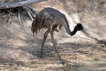 the emu is in a billabong cooling off a hot dayの写真素材
