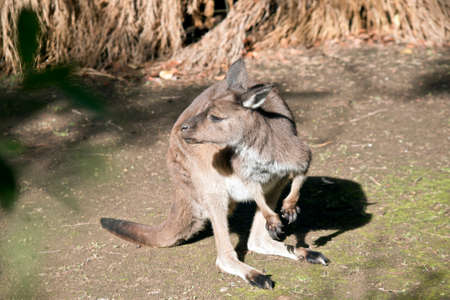 the kangaroo-island kangaroo is looking around to spot dangerの写真素材