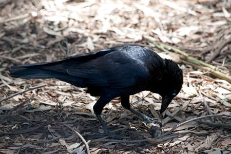 this is a side view of an Australian Ravenの写真素材