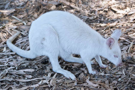 this is a side view of an albino wallabyの写真素材