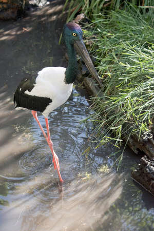 the black necked stork is standing in waterの写真素材