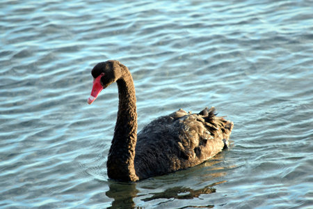 the black swan is swimming in the ocean