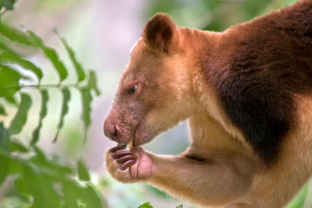 this is a close up of a tree kangaroo eatingの写真素材