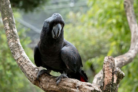 the red tailed cockatoo is rest on a branchの写真素材