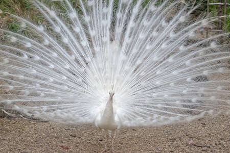 the male white peacock opens his tail feathers shakes and dances looking for a mateの写真素材