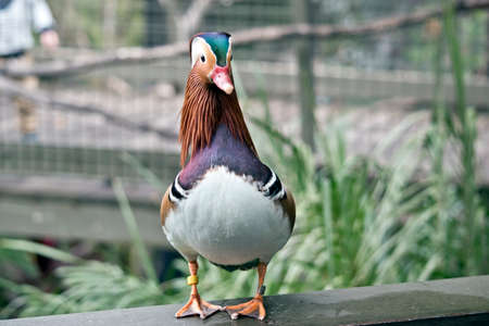 the mandarine duck is standing on a fence.の写真素材