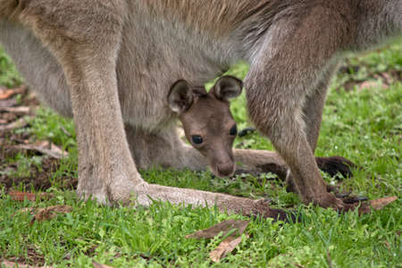 this is a close up of a joey Kangaroo-Island kangaroo in its pouchの写真素材