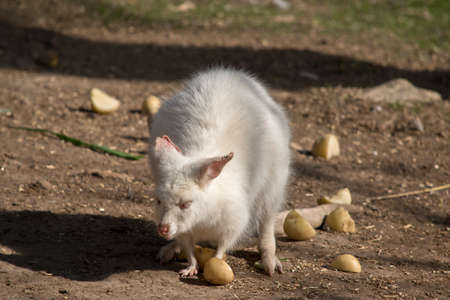the aliono wallaby has found a potato to eatの写真素材