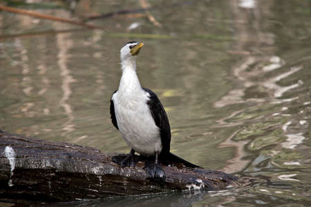 the pied cormorant is perched on a logの写真素材