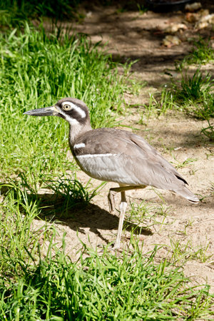this is a side view of a beach stone curlew