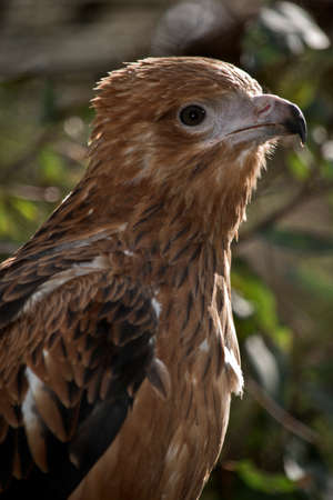 this is a close up of an Australian kiteの写真素材