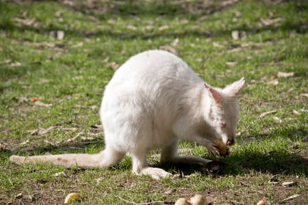 the albino wallaby is eating a potatoの写真素材