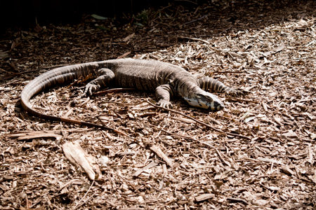 the lace lizard is resting in the warmth of the sun
