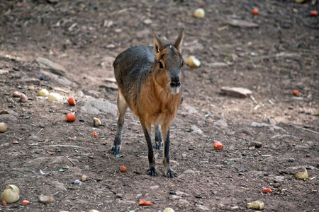 the patagonian mara is a very large robent that is a herbivoresの写真素材