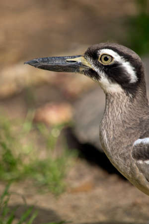 this is a close up of a beach stone curlewの写真素材