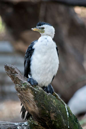 the pied cormorant is perched on a logの写真素材