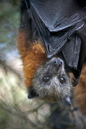 the Australian fruit bat hangs from the ceilingの写真素材