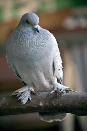 the dove is perched on a treeの写真素材