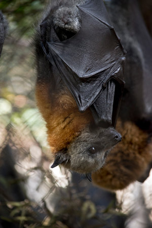 the Australian fruit bat hangs from the ceiling