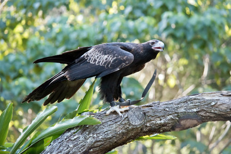 the wedge tailed eagle is perched on a tree branch