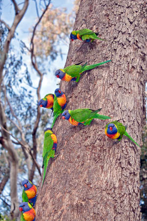 the rainbow lorikeets are waiting on the side of a tree to be feedの写真素材