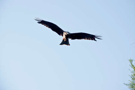 the black kite is flying high in the skyの写真素材
