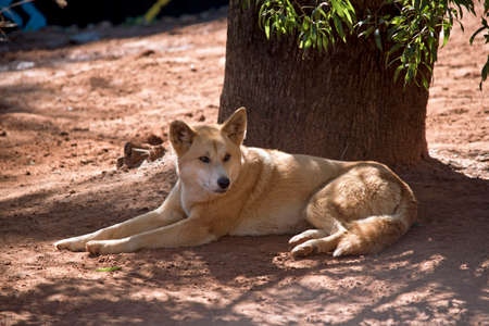 the golden dingo is resting in the shade of a treeの写真素材