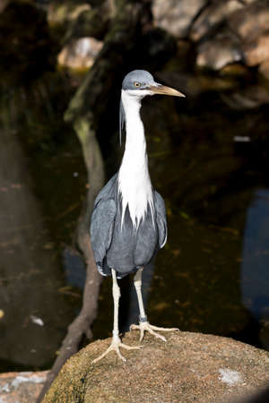 the pied heron is standing on a rockの写真素材