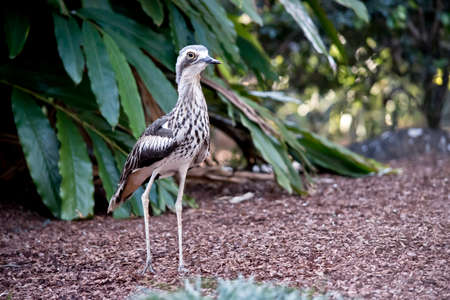the beach stone curlew is walking on wood chipsの写真素材
