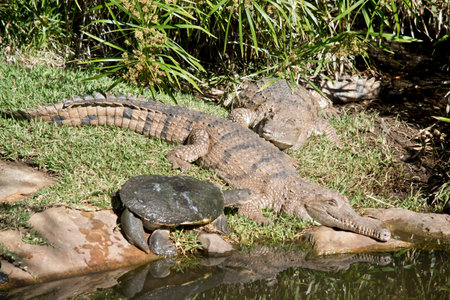 the turtle and fresh water crocodile are on the bank of a pond sunning themselves