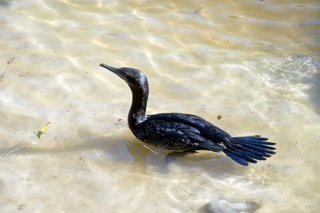 the darter is swimming in the river