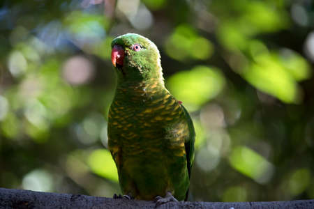 the scaly breasted  lorikeet is perched on a treeの写真素材