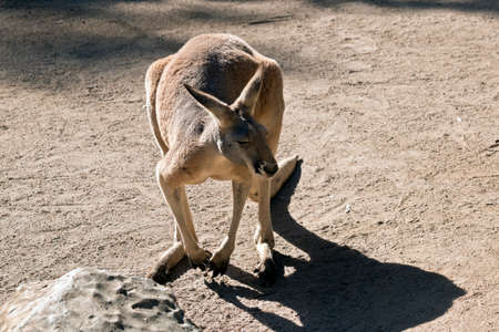 this is a male red kangaroo he has big musclesの写真素材