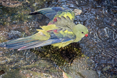 the regent parrot is having a splash in water