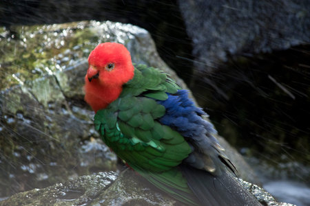 the australian king parrot is under the waterfall having a splash