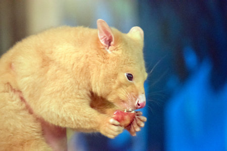 the possum is eating a juicy appleの写真素材