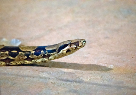 this is a close up of a childrens python