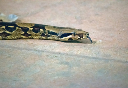 this is a close up of a childrens python