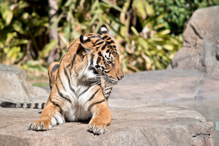 the bengal tiger is resting on a rock eating
