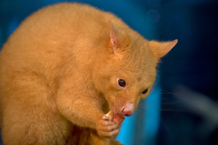 this is a close up of a possum eating fruit