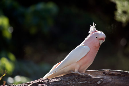 the Major Mitchell cockatoo is perched on a tree