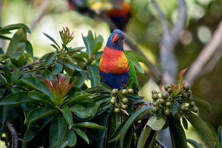 the rainbow loriket is resting in a berry bush