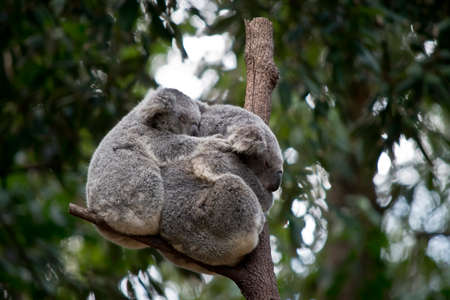 the joey koala is holding its mothers backの写真素材