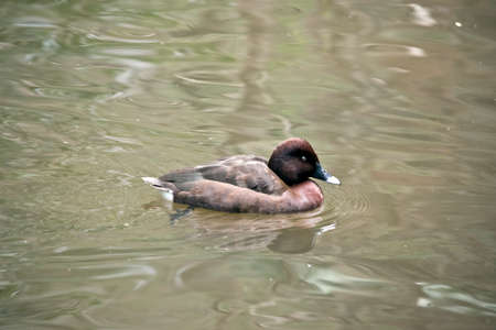 the white eyed duck is swimming in the pondの写真素材