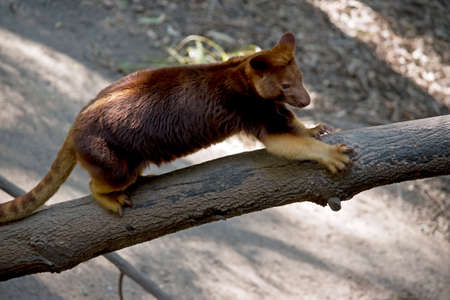 the tree kangaroo is climbing up a tree branchの写真素材