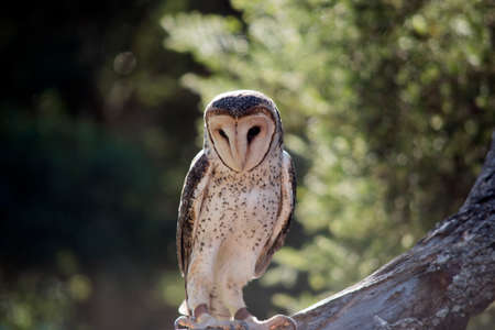 the masked owl is standing on  a tree branchの写真素材