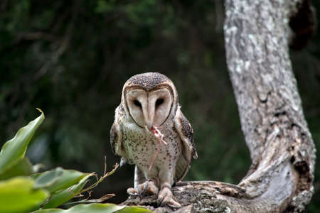 the masked owl is eating a mouseの写真素材